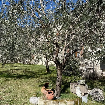 Casa Teodoro - Gelsomino, Ulivi & Orchidea *